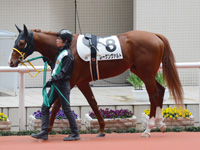 未勝利戦　パドック