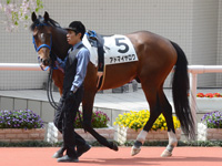 未勝利戦　パドック