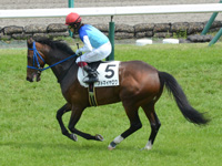 未勝利戦　キャンター