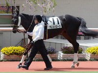 未勝利戦　パドック