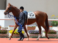 未勝利戦　パドック