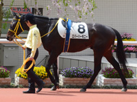 未勝利戦　パドック