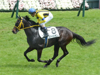 未勝利戦　キャンター