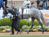 未勝利戦　パドック