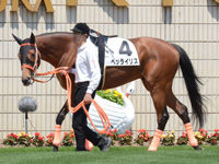 未勝利戦　パドック