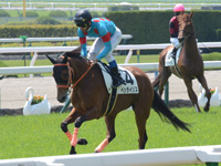 未勝利戦　キャンター