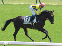 未勝利戦　キャンター
