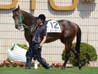 未勝利戦　パドック