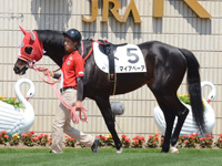 未勝利戦　パドック