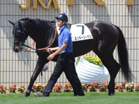 500万平場　パドック