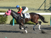 阪神2R　未勝利　アポロケンタッキー