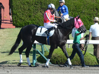 未勝利戦　本馬場入場