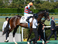 未勝利戦　本馬場入場
