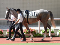 未勝利戦　パドック