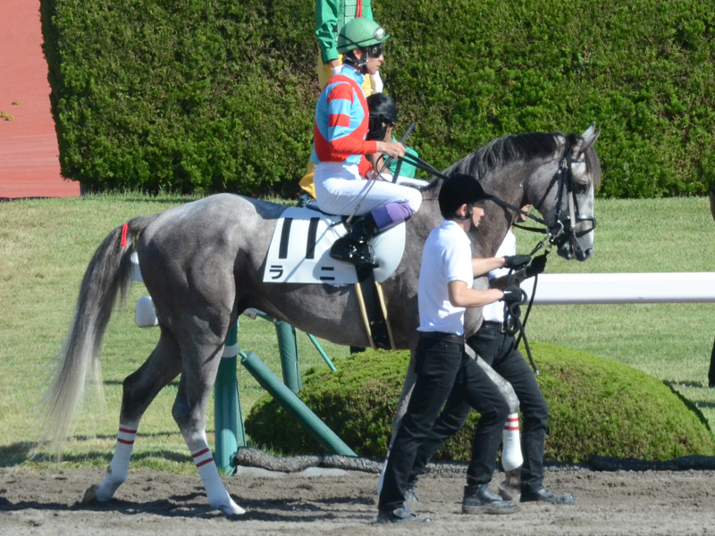 未勝利戦　本馬場入場