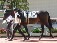 未勝利戦　パドック