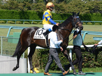 未勝利戦　本馬場入場