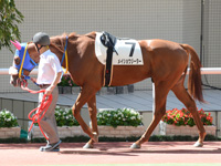 未勝利戦　パドック