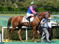 未勝利戦　本馬場入場