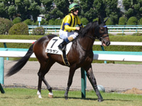 新馬戦　本馬場入場