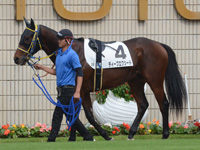 未勝利戦　パドック