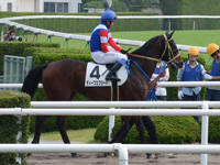 未勝利戦　本馬場入場