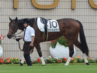 新馬戦　パドック