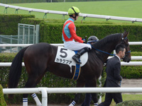 未勝利戦　本馬場入場