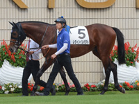 未勝利戦　パドック
