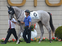 新馬戦（牝）　パドック
