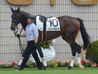 新馬戦（牝）　パドック
