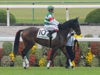 新馬戦（牝）　本馬場入場