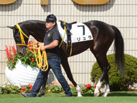 新馬戦　パドック