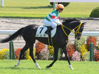 新馬戦　本馬場入場