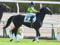 新馬戦　本馬場入場