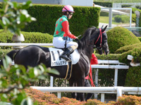 未勝利戦　本馬場入場
