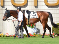 新馬戦　パドック