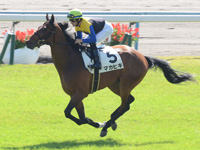 新馬戦　キャンター