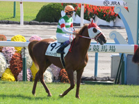 新馬戦　本馬場入場