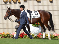 新馬戦（牝）　パドック