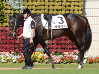 未勝利戦　パドック