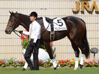 未勝利戦　パドック