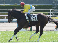 未勝利戦　キャンター