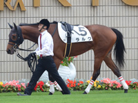 新馬戦（牝）　パドック