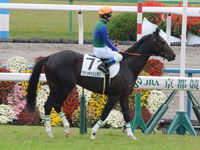未勝利戦　本馬場入場
