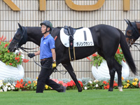 未勝利戦　パドック