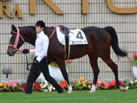 未勝利戦　パドック