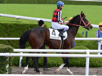 未勝利戦　本馬場入場