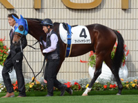 新馬戦　パドック