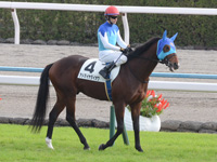 新馬戦　本馬場入場
